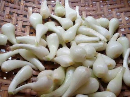 荞头