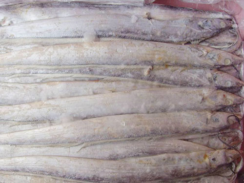 冻带鱼